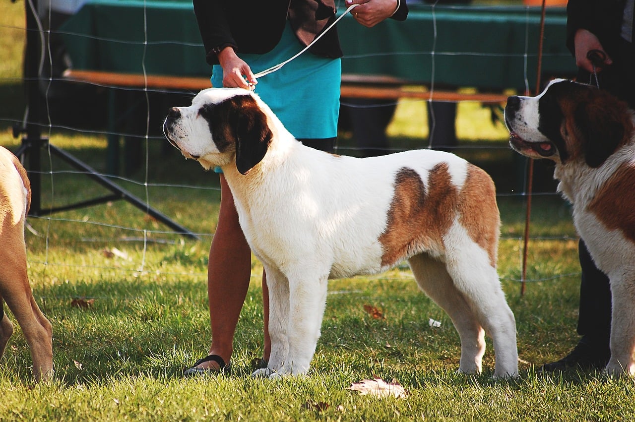 A Tail-Wagging Event for Everyone